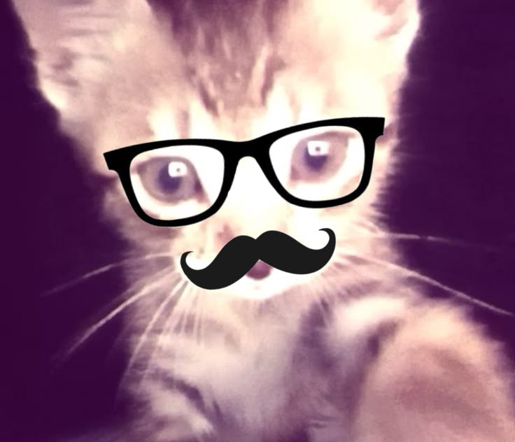 'Cat' - Account4
